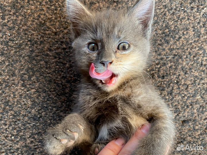 Котята в добрые руки даром девочка 1,5 месяца