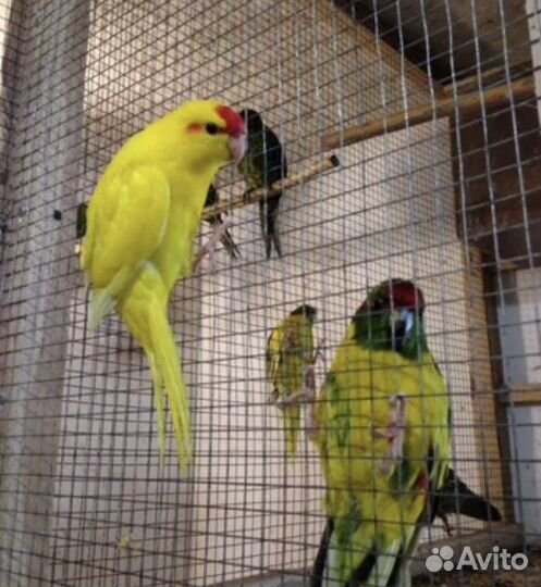 Какарики большой выбор ручных малышей