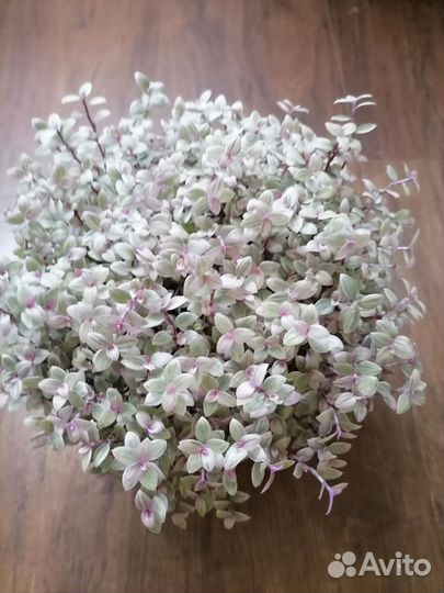 Каллизия розовая пантера