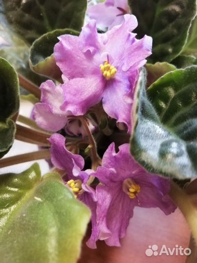 Фиалка в горшке