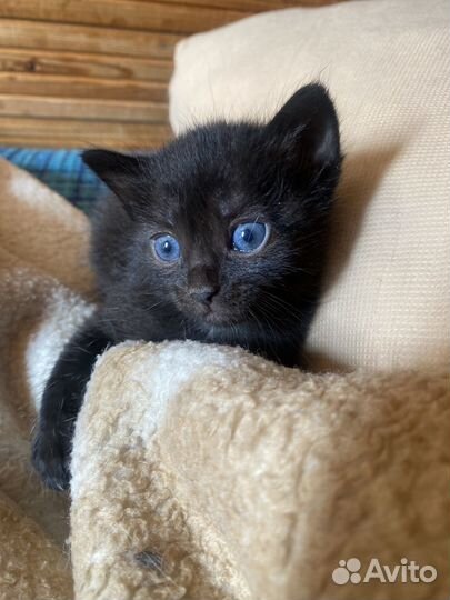 Котенок девочка бесплатно