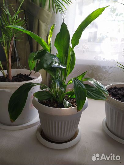 Женское счастье, пальма, денежное дерево