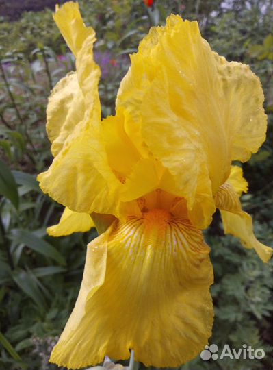 Ирисы бородатые