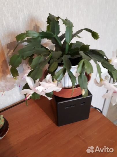 Комнатные цветы