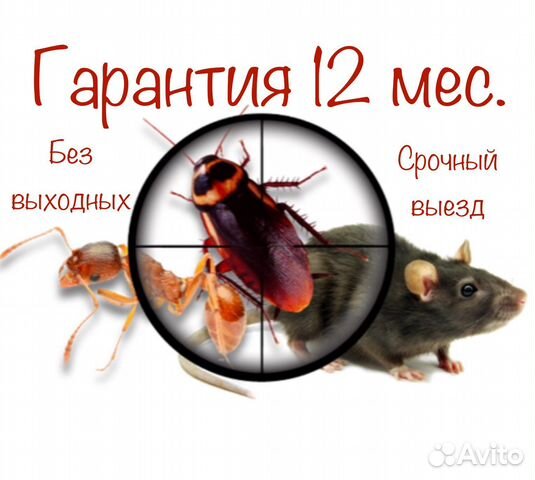 Дезинфекция тараканов клопов блох муравьев клещей