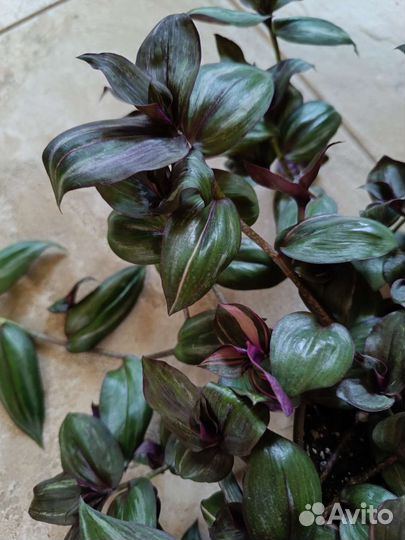 Традесканции и диффенбахия пятнистая