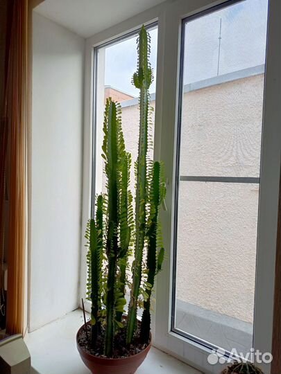 Молочай трехгранный