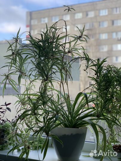 Хлорофитум