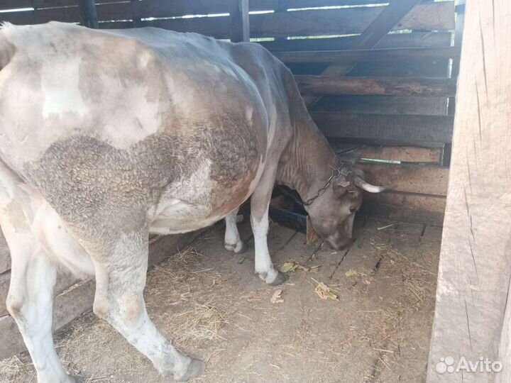 Корова стельная дойная