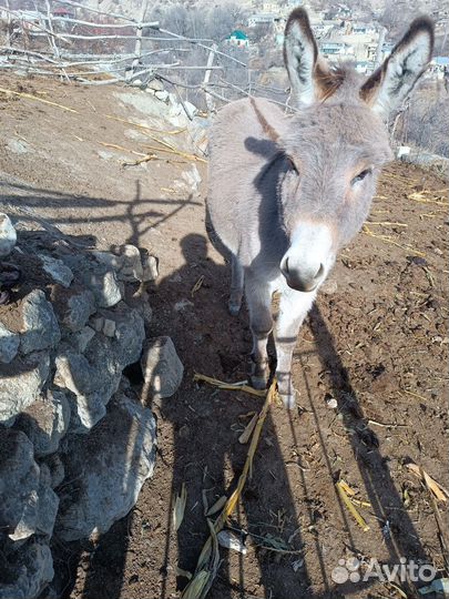 Продаю осёл