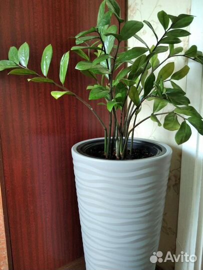 Замиокулькас