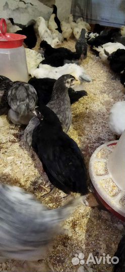 Курочки молодые