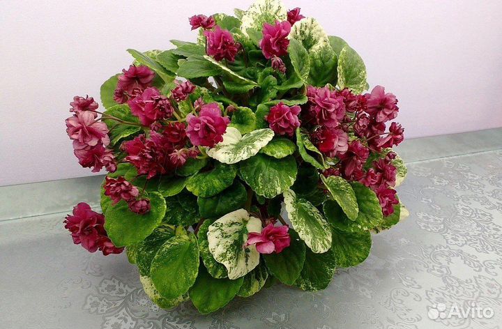 Фиалка детка