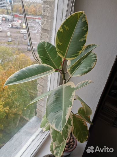 Фикус эластика тинеке