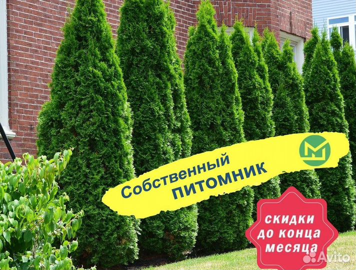 Туя колумна