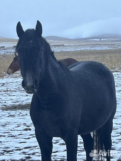 Продам сельхозбизнес