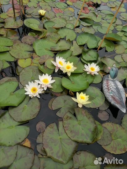 Водная Лилия, нимфея