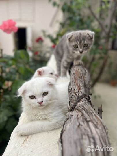 Вислоухие котята в добрые руки