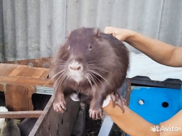 Нутрии самцы