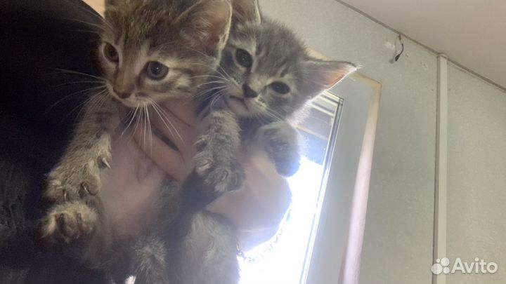 Отдам котят в добрые руки