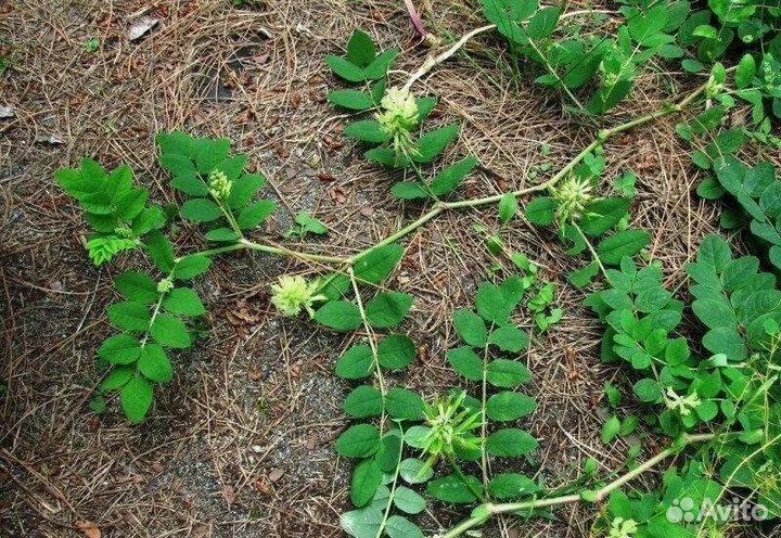 Астрагал сладколистный