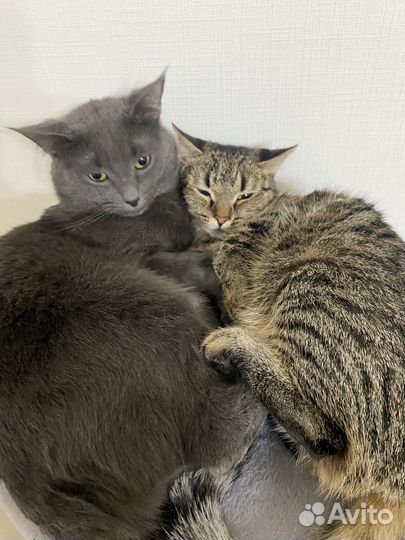 Котенок