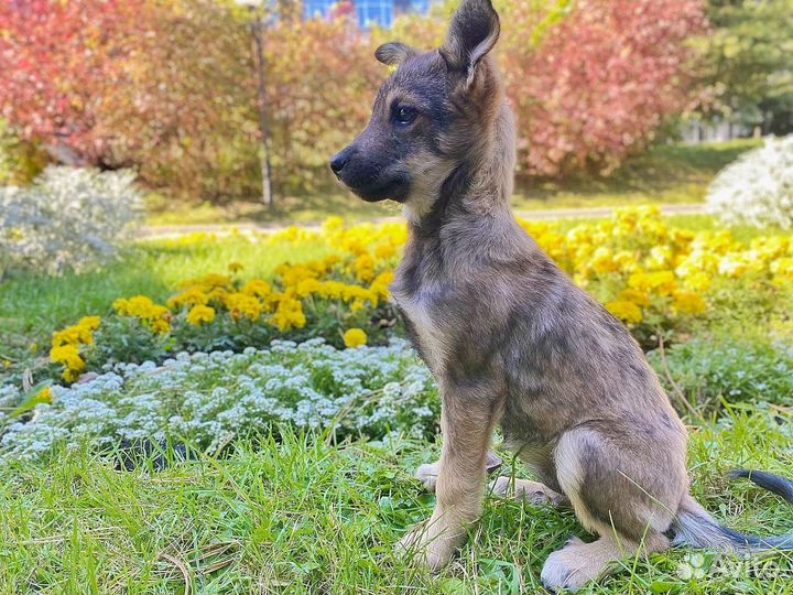 Собака бесплатно