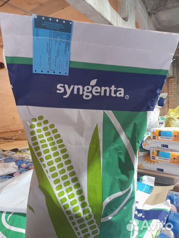 Семена кукурузы сингента и дкс