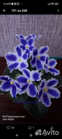 Сортовые фиалки