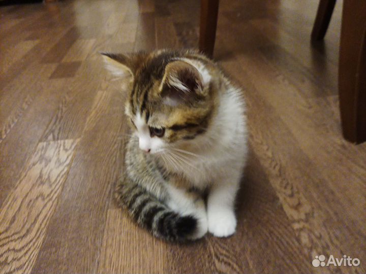 Котята