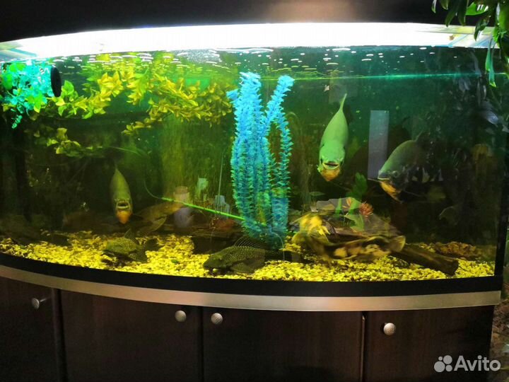 Аквариумы и гроты