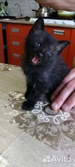 Котята бесплатно в добрые руки