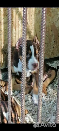 Американский булли покет/стандарт/ XL щенки