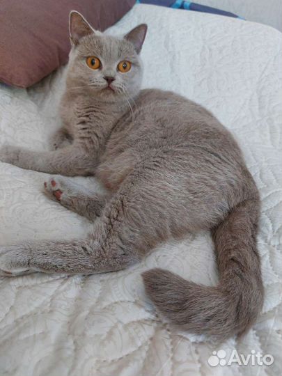 Британские котята