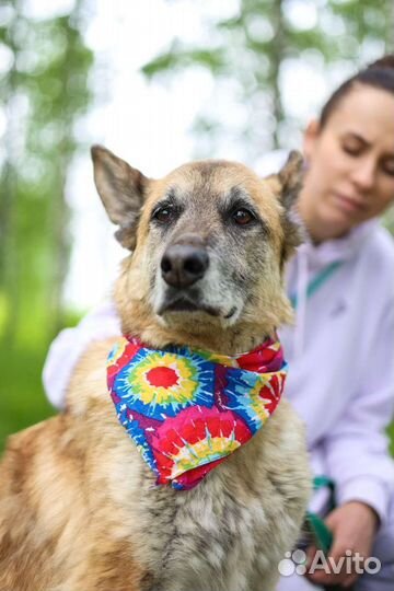 Собаки бесплатно