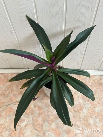 Рэо (Ладья Моисея)