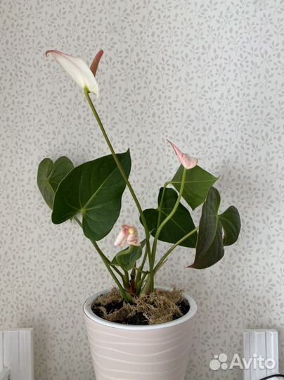 Уход, лечение, пересадка комнантных растений