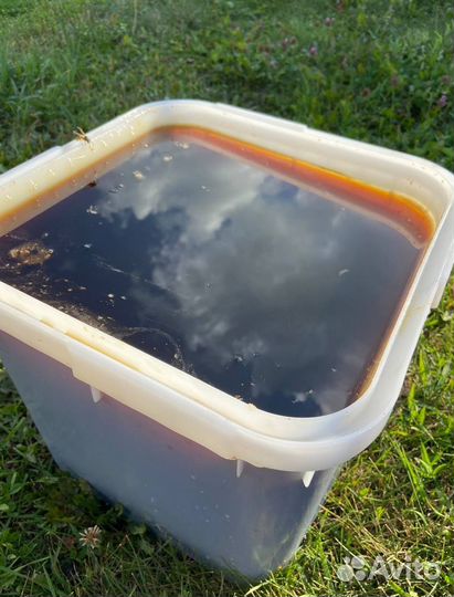 Мед Алтайское разнотравье оптом 2023