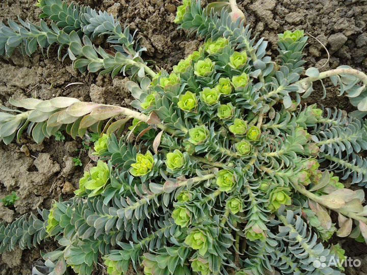 Цветы для дома и дачи