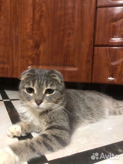 Потерялась моя кошка