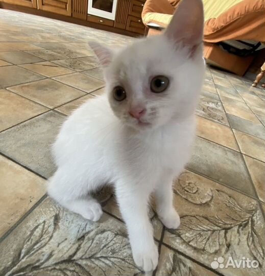 Шотландские котята