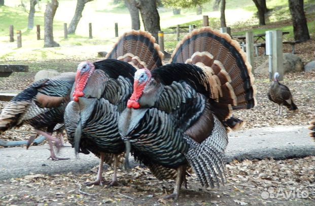 Инкуб-е яйцо индейки Hybrit Converter и Bronze-708