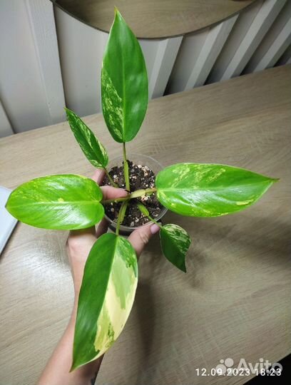 Филодендроны Коллекционные