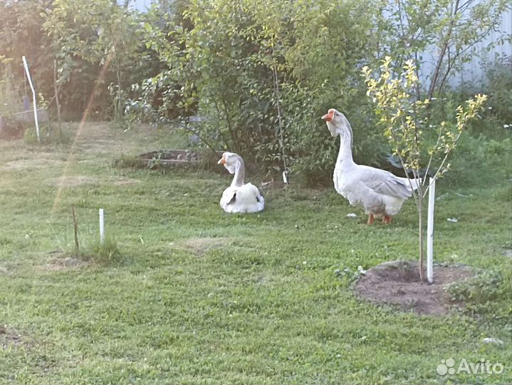 Гуси сизые холмогоры пара