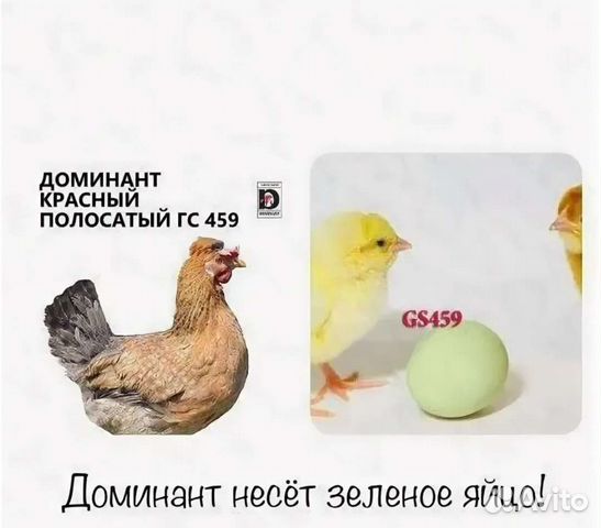 Доминант с зеленым яйцом фото