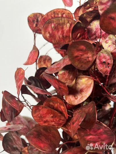 Лунария сухоцвет