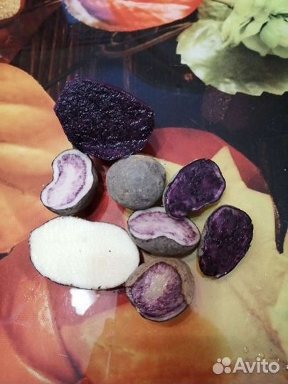 Картофель семенной, цветной (синий, розовый)