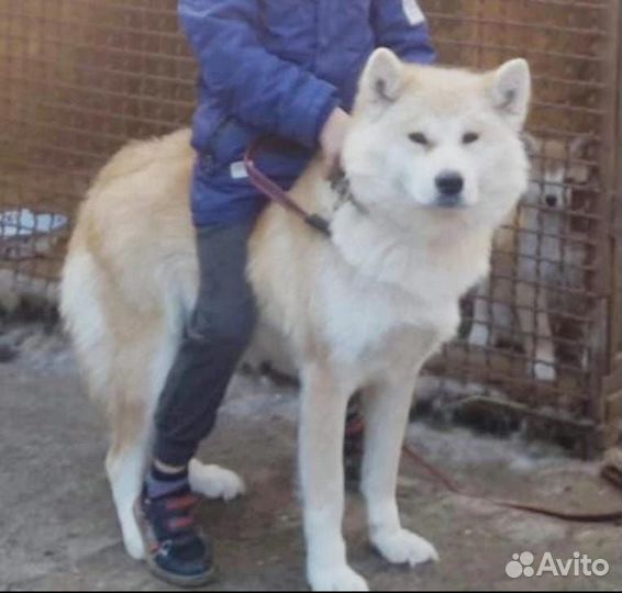 Собаки