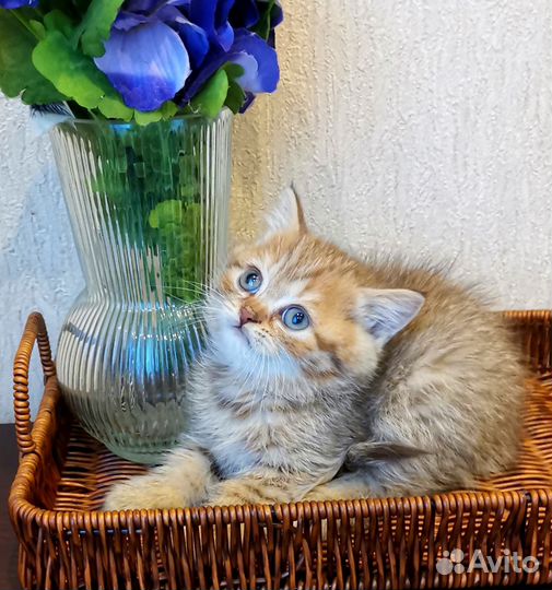 Британские котята