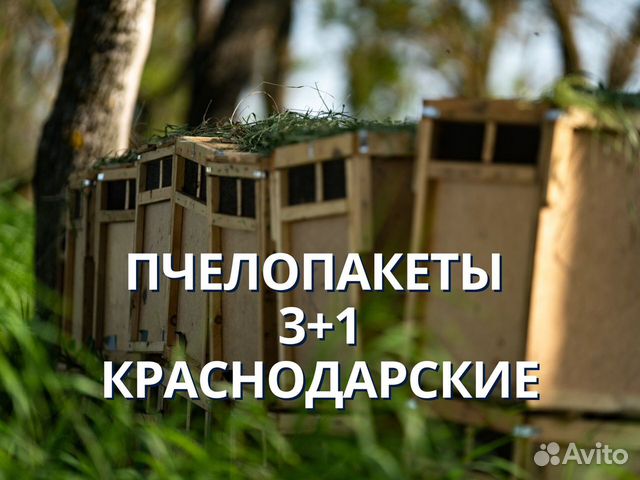 Пчелопакеты 3+1 Краснодарские